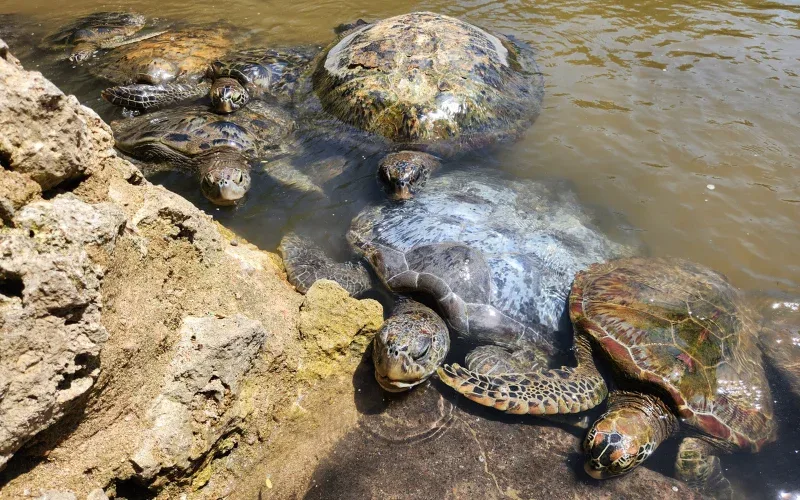 Glass Bottom Boat Sanur: Explore Bali’s Marine Life